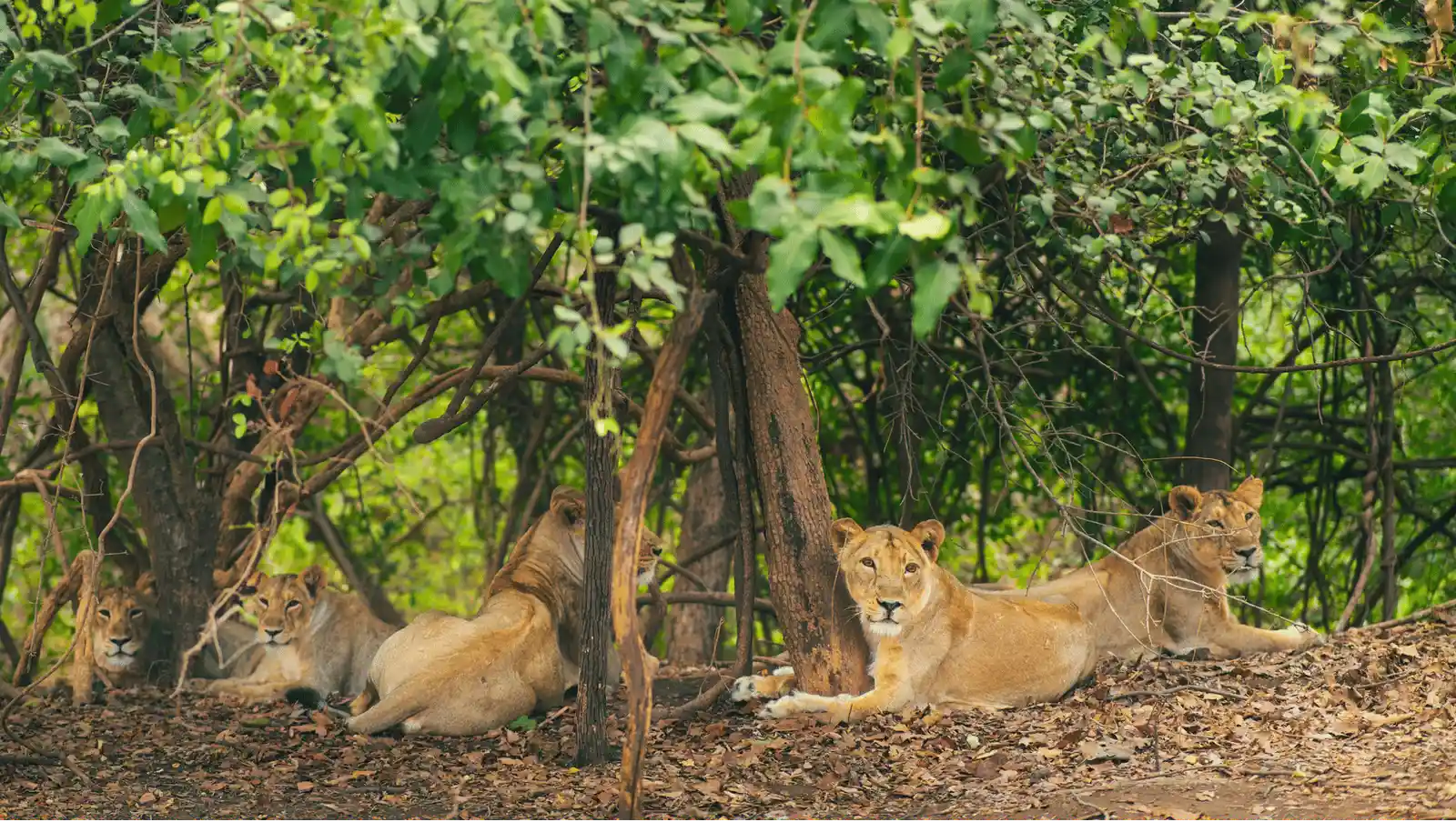 Wildlife Adventure